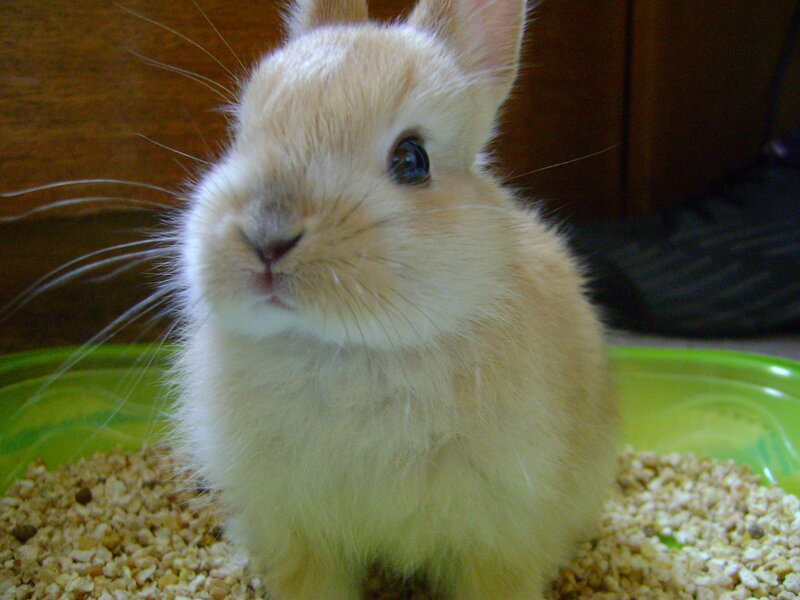 fluffy light brown bunny