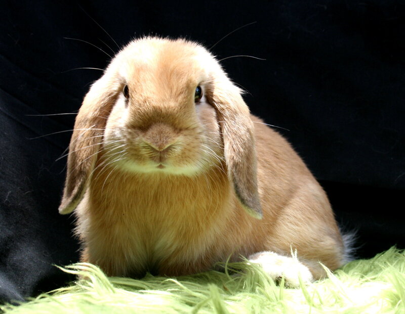 fluffy light brown bunny