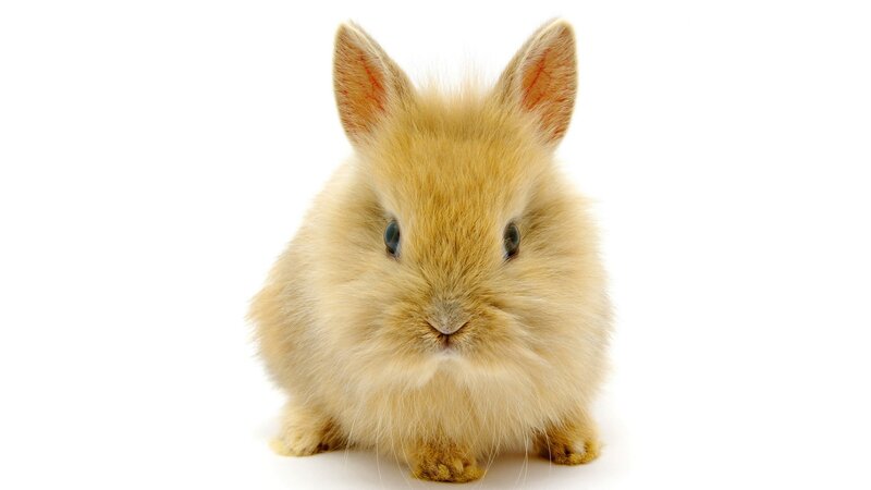 Fluffy Light-brown Bunny — Beige, Neutral