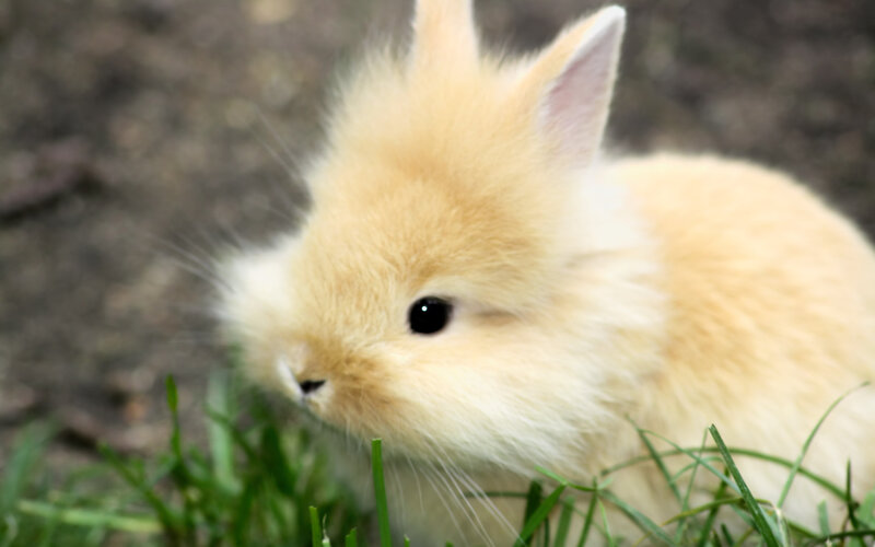 Fluffy Light-brown Bunny — Beige