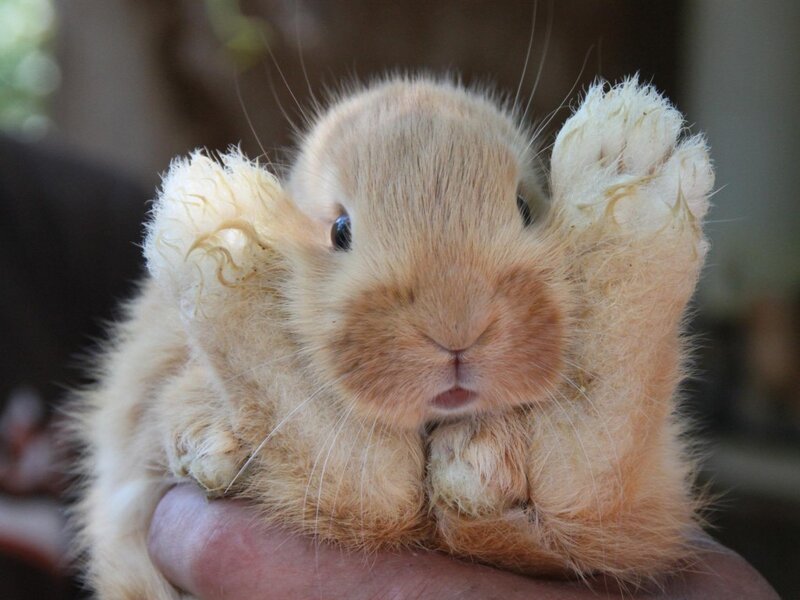 Fluffy Light-brown Bunny — Brown