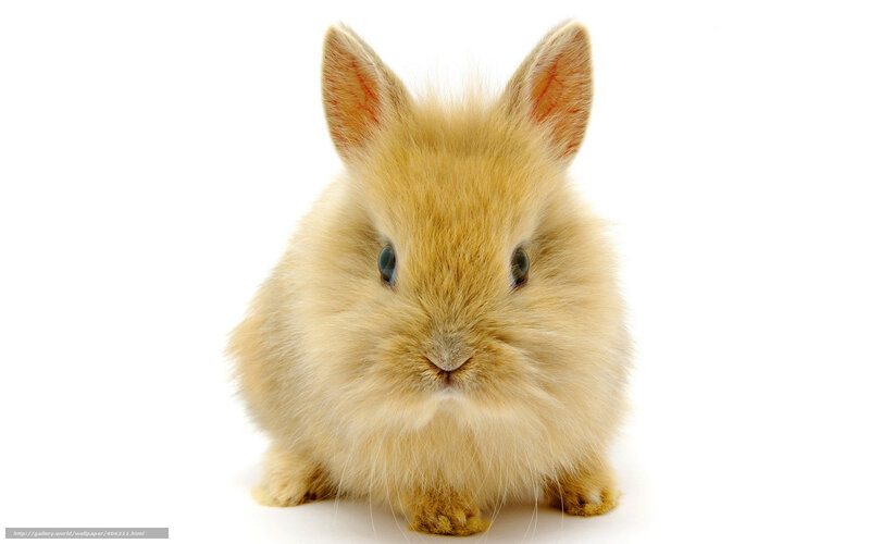 fluffy light brown bunny