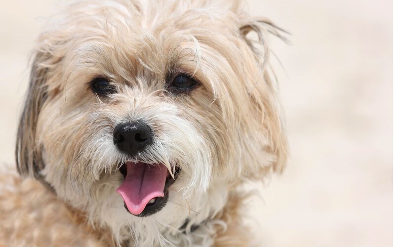 Fluffy Light-brown Dog — Beige, Calm
