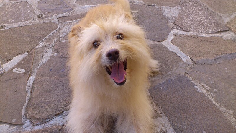 Fluffy Light-brown Dog — Beige