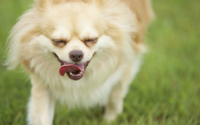 Fluffy Light-brown Dog — Green