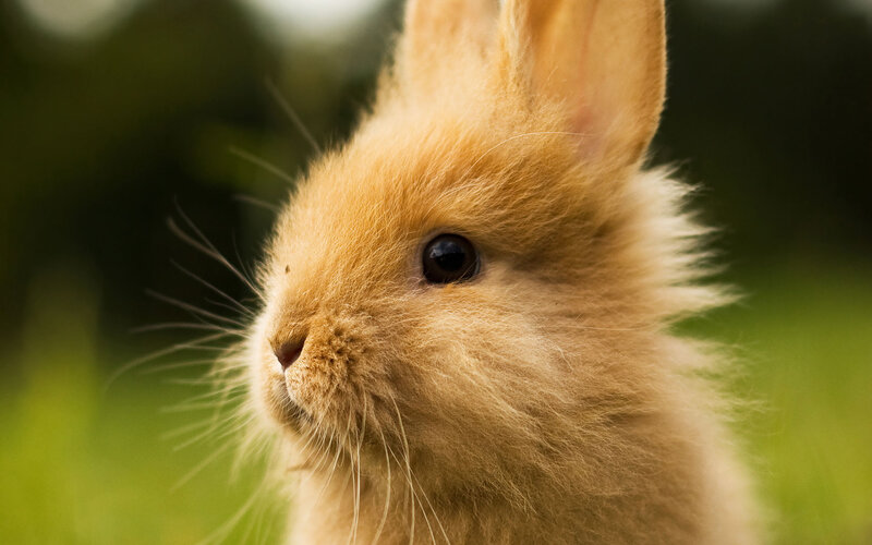 Fluffy Light-brown Rabbit — Brown, Calm, Afternoon