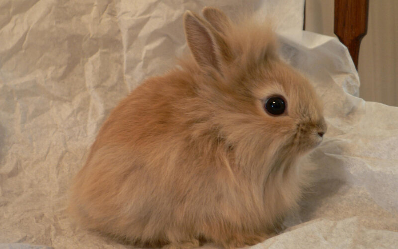 Fluffy Light-brown Rabbit — Brown, Calm