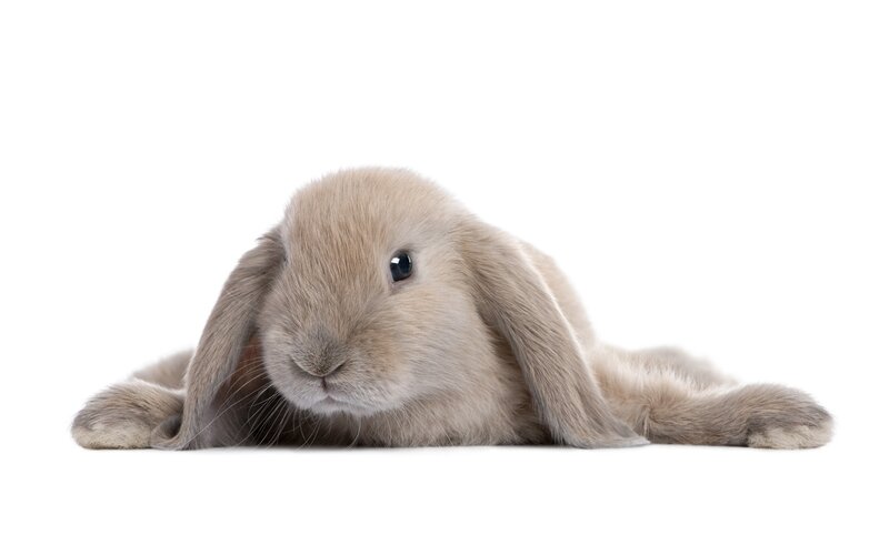 fluffy light brown rabbit