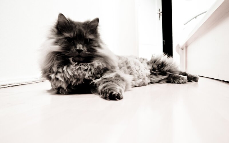 Fluffy Long-haired Cat — Black, Calm, Photograph, Floor