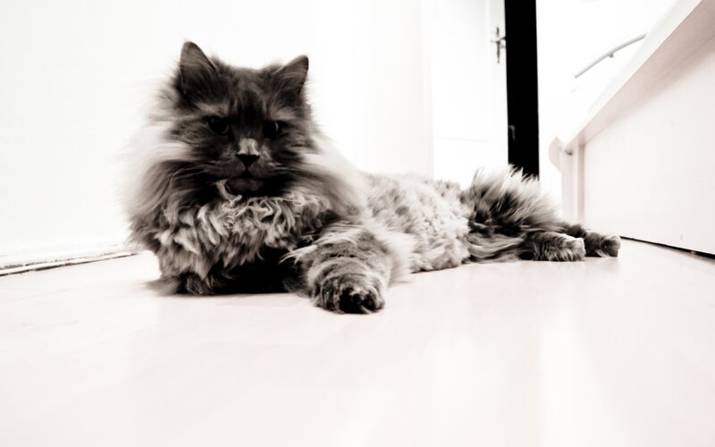 Fluffy Long-haired Cat — Black