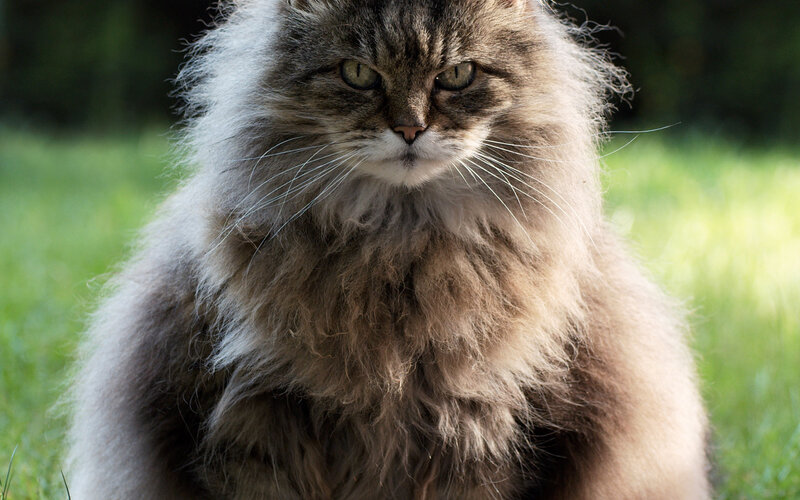 Fluffy Long-haired Cat — Brown, Calm, Afternoon