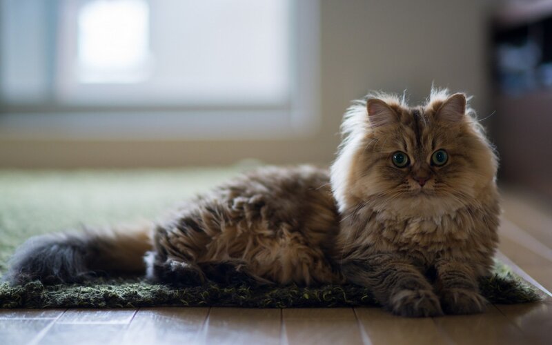 Fluffy Long-haired Cat — Brown, Calm, Morning