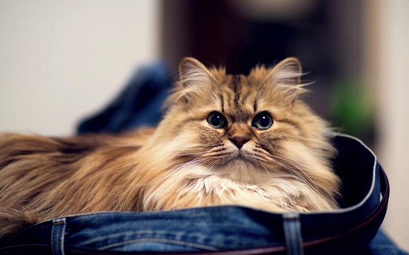 Fluffy Long-haired Cat — Brown, Calm, Photograph