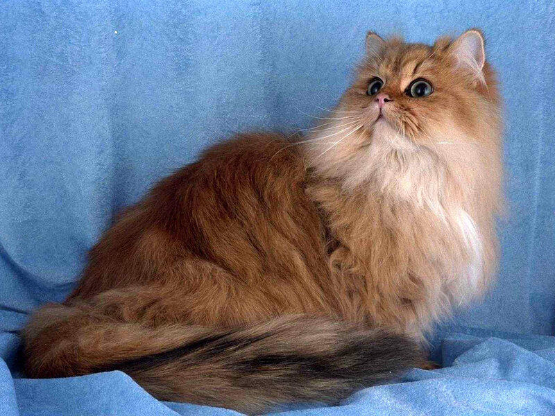 Fluffy Long-haired Cat — Brown, Calm