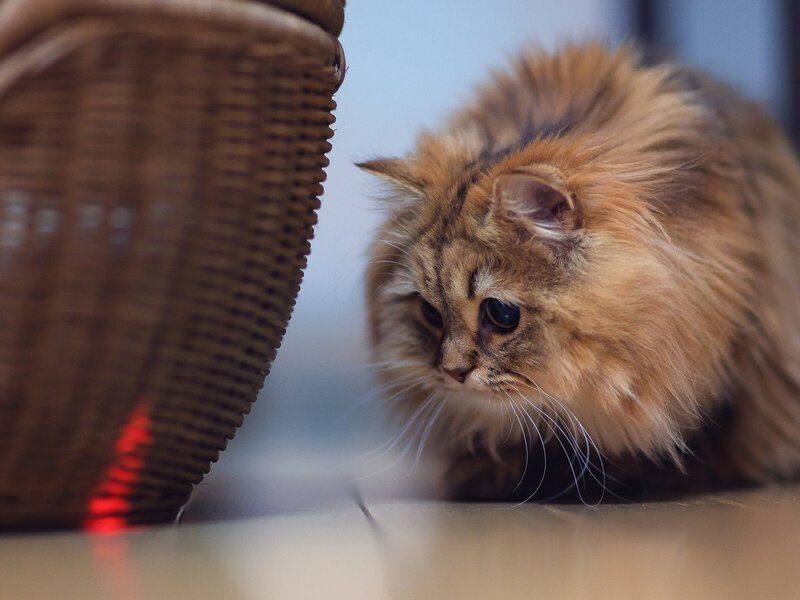 Fluffy Long-haired Cat — Brown, Curious