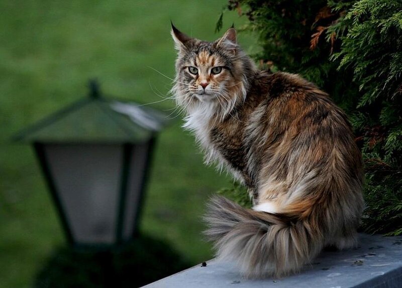 Fluffy Long-haired Cat — Brown