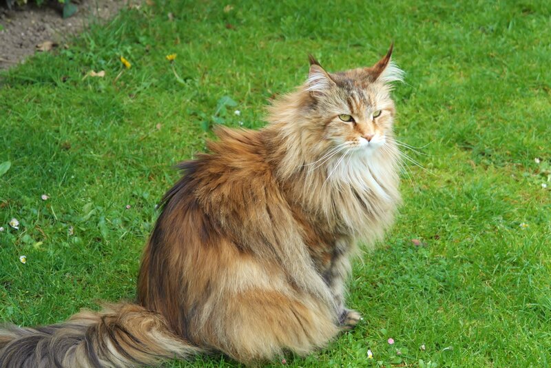 Fluffy Long-haired Cat — Green