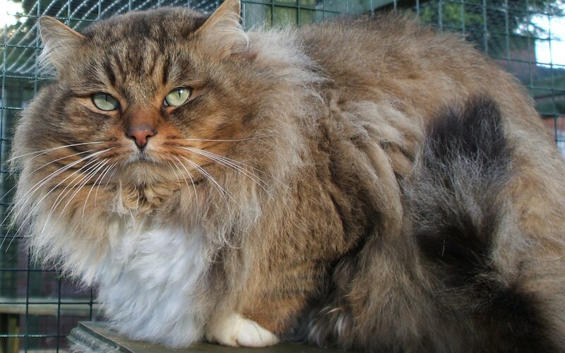 fluffy long-haired cat