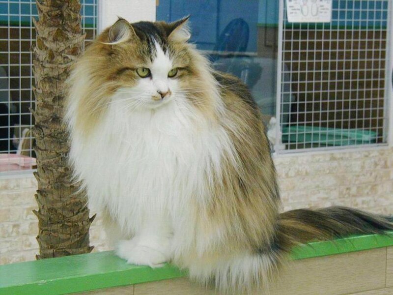 Fluffy Long-haired Cat — White