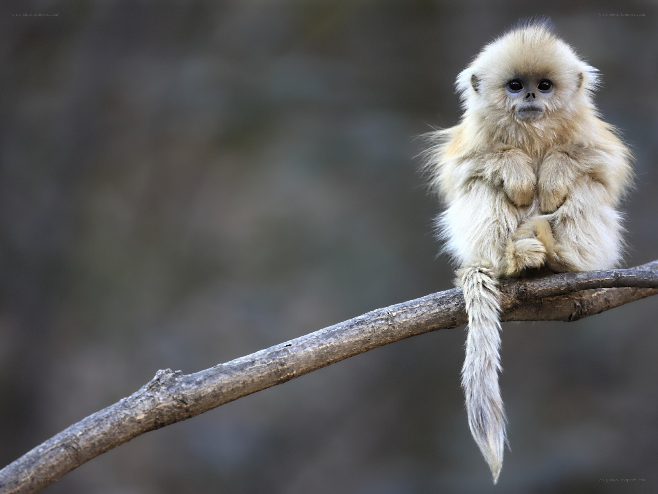 Fluffy monkey on a branch
