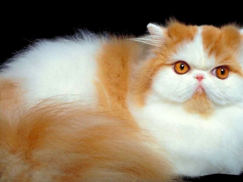 Fluffy Orange and White Cat — Calm, Photograph, Black Background