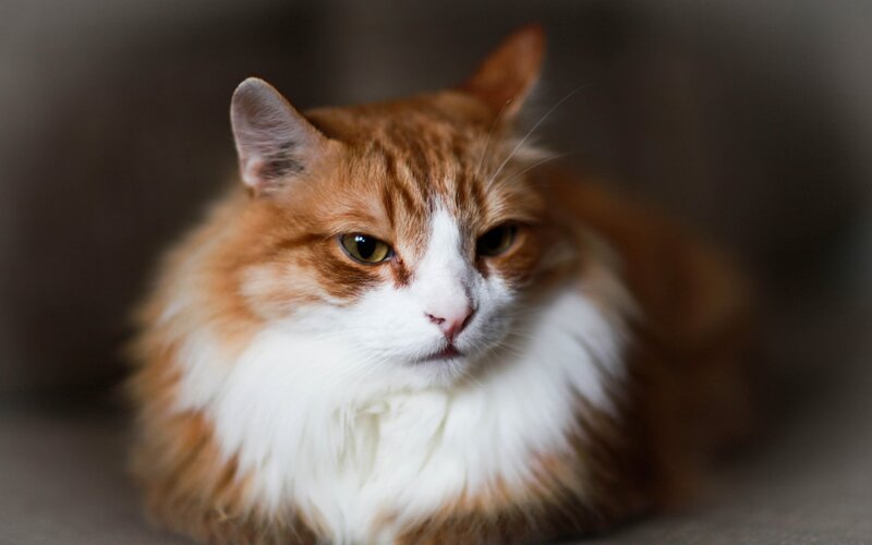 Fluffy Orange and White Cat — Calm, Photograph, Fur
