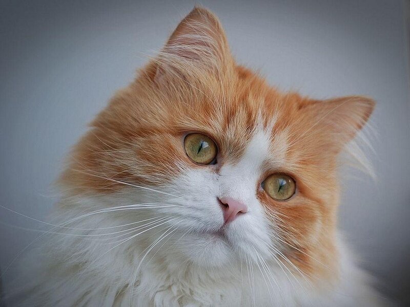 Fluffy Orange and White Cat — Calm, Photograph