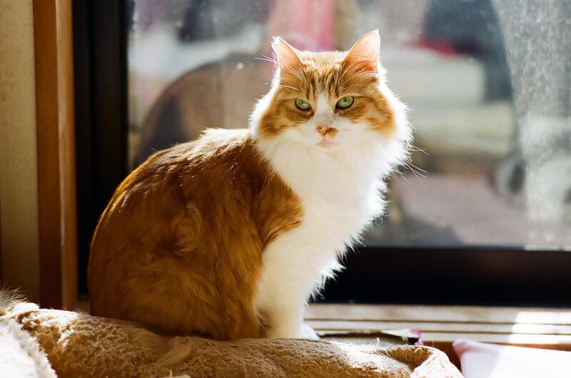 Fluffy Orange-and-white Cat — Orange, Calm, Afternoon
