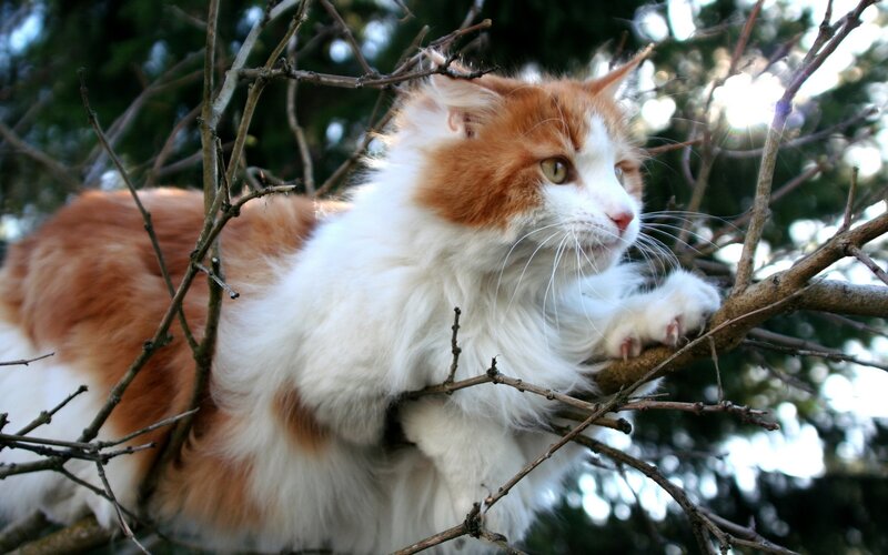 Fluffy Orange-and-white Cat — Orange, Calm