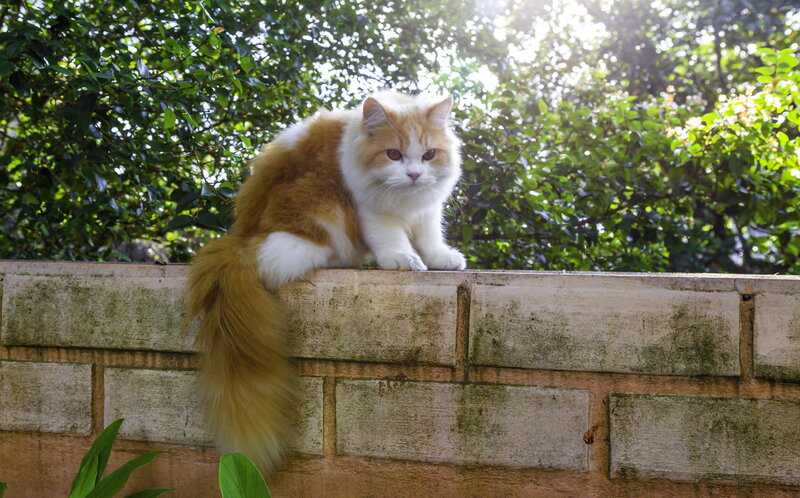 Fluffy Orange-and-white Cat — Orange, Serene