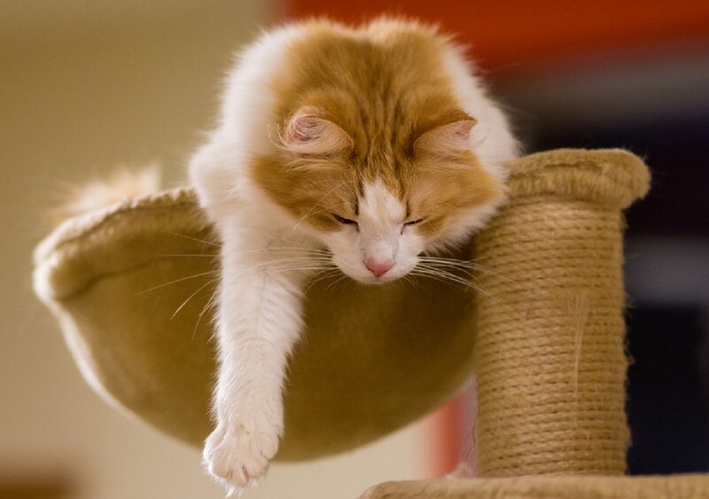 Fluffy Orange-and-white Cat — Orange