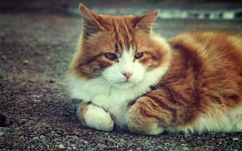 fluffy orange and white cat