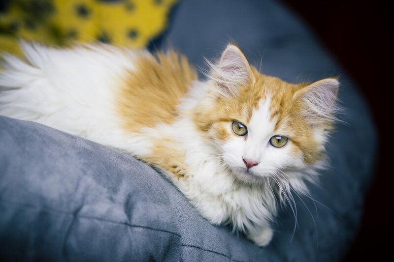 Fluffy Orange-and-white Cat — White, Calm, Photograph