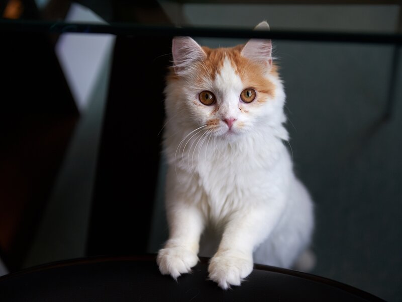 Fluffy Orange-and-white Cat — White, Calm