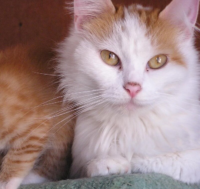 Fluffy Orange-and-white Cat — White