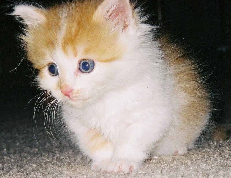fluffy orange and white kitten