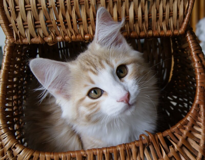 Fluffy Orange-and-white Kitten — Brown