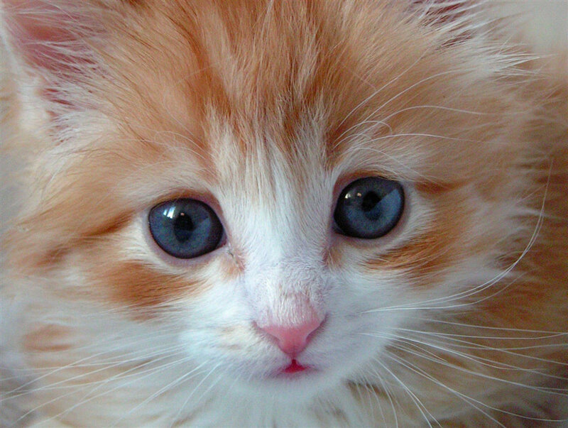 Fluffy Orange and White Kitten — Calm