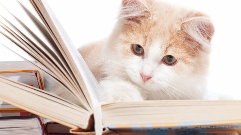 Fluffy Orange-and-white Kitten — White, Calm
