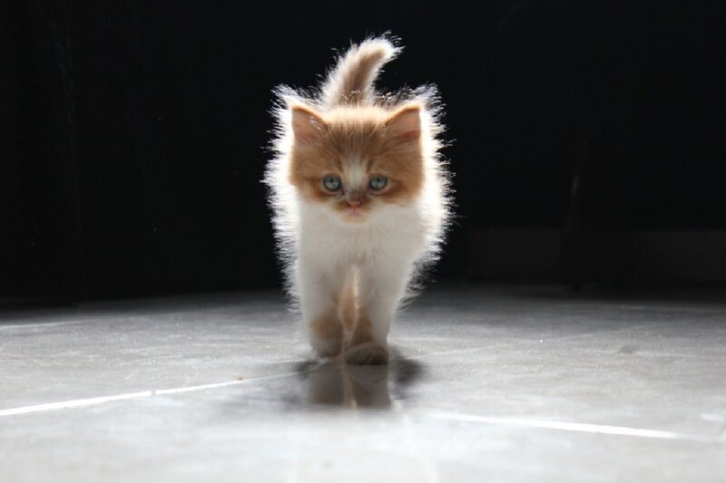 Fluffy Orange-and-white Kitten — White, Dramatic