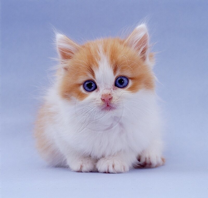 Fluffy Orange-and-white Kitten — White, Innocent