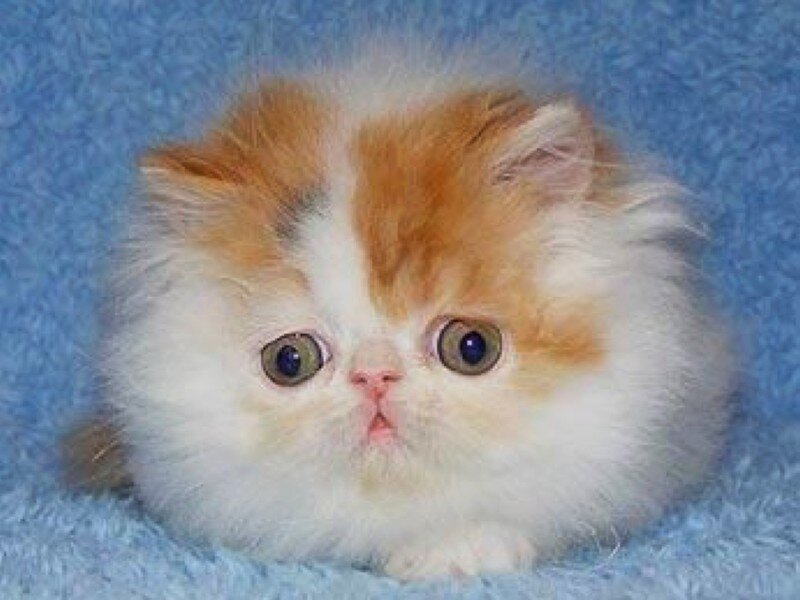 Fluffy Orange-and-white Kitten — White