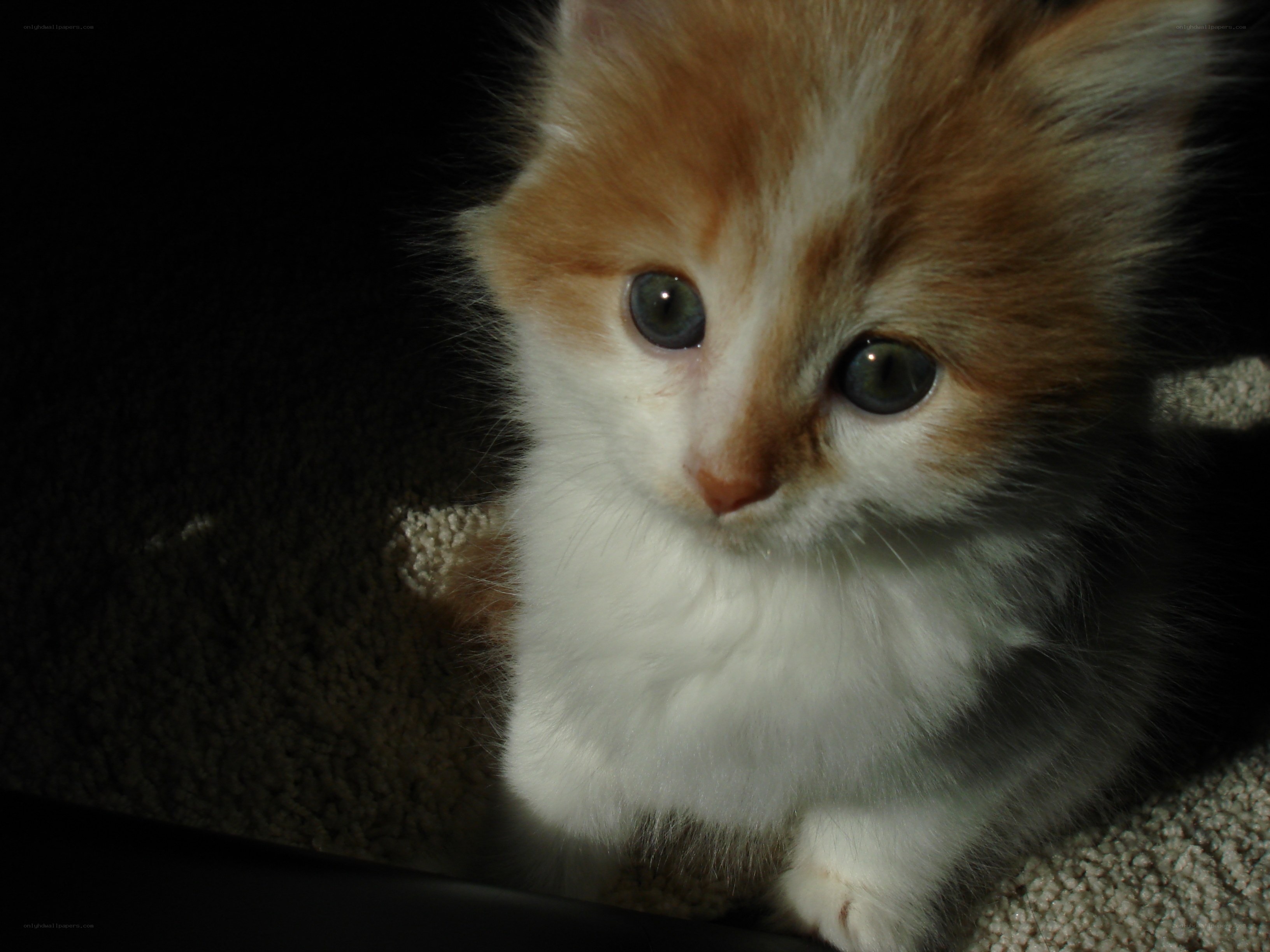 fluffy orange and white kitten