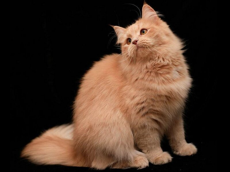 fluffy orange cat