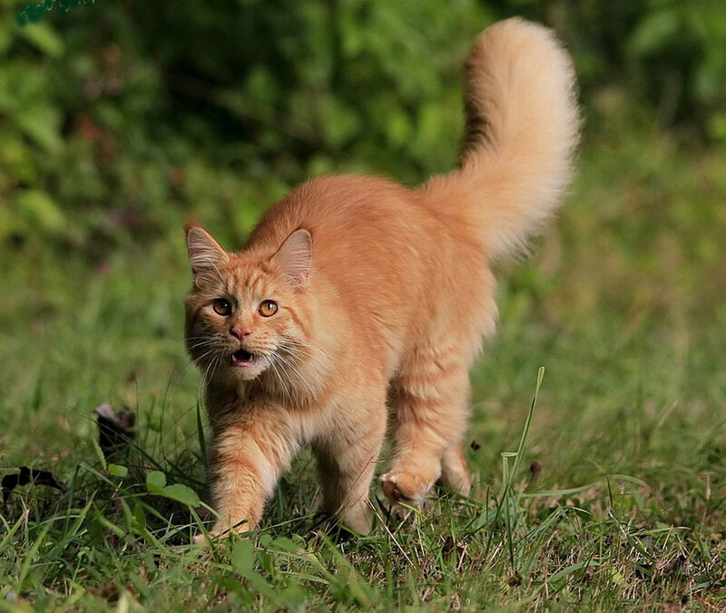 Fluffy Orange Cat — Alert, Afternoon