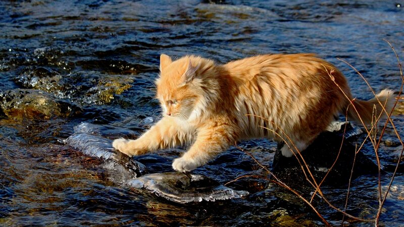 Fluffy Orange Cat — Alert