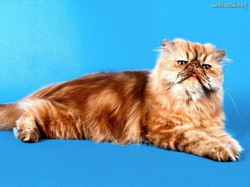 Fluffy Orange Cat — Blue