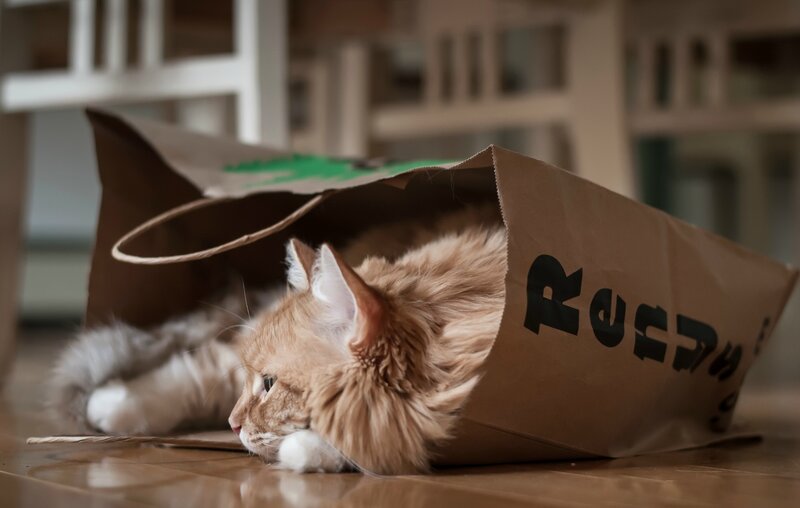 Fluffy Orange Cat — Brown, Calm, Photograph
