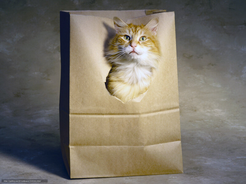 Fluffy Orange Cat — Brown, Curious, Photograph
