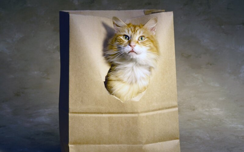 Fluffy Orange Cat — Brown, Curious